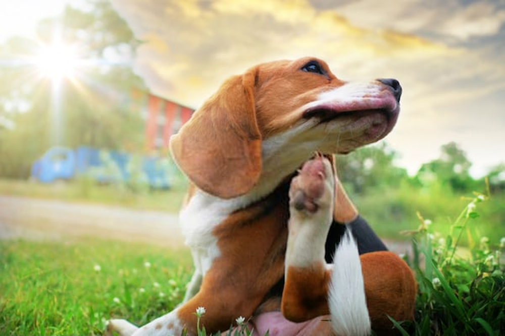 Cómo evitar las pulgas y garrapatas en perros: Guía completa para mantener a tu peludo protegido y feliz