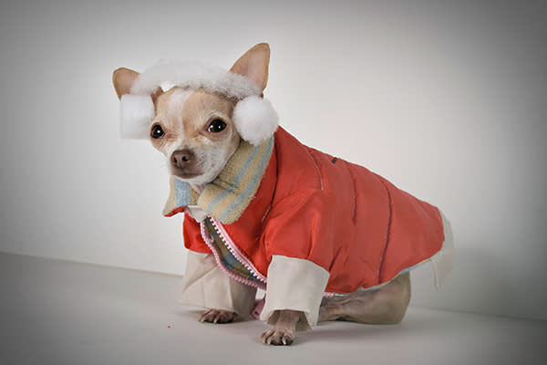 ¡Octubre, el Mes de la Seguridad Canina! 🐶🍂 Aprende cómo proteger a tu perro en esta temporada.
