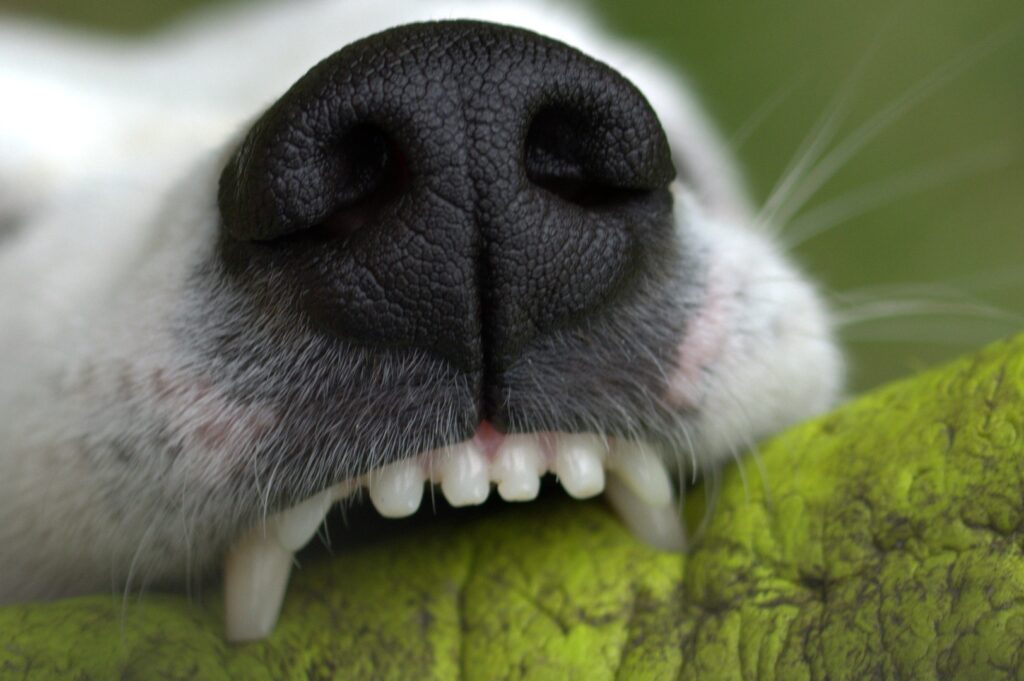 La importancia del cuidado dental de tu mascota